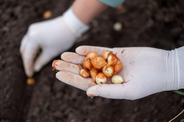 El proceso de plantar cebollas de invierno en el jardín en otoño. mujer planta cebollas