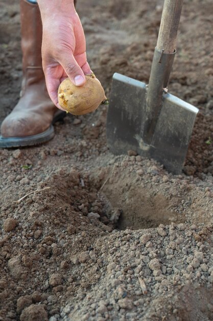 El proceso de plantar patatas a mano. Mano del granjero con pala y tubérculo de patata