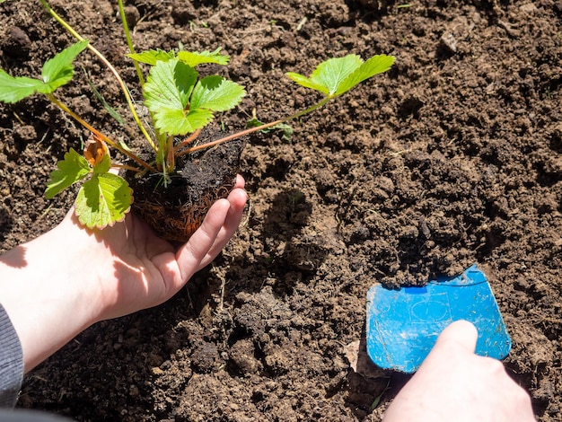 El proceso de plantar la planta en el suelo el suelo.