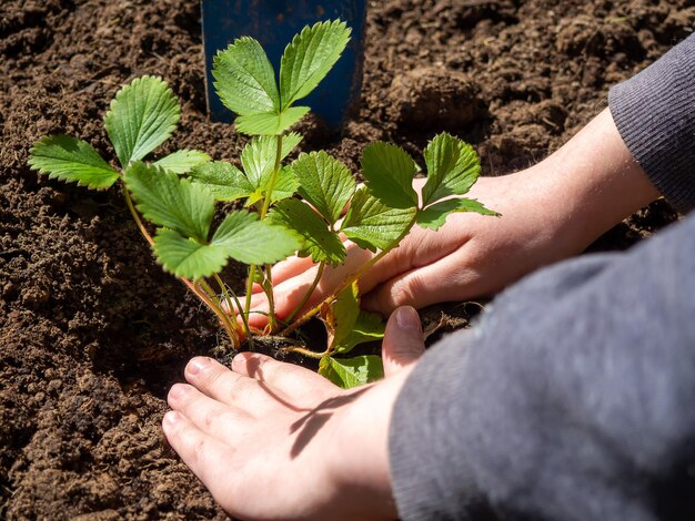 El proceso de plantar la planta en el suelo el suelo.