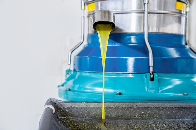 Proceso de producción de aceite de oliva fresco de primer prensado en fábrica, el aceite sale del grifo de la máquina giratoria