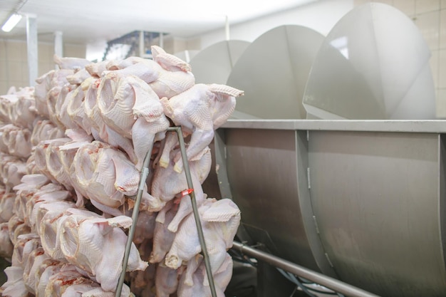 Proceso de producción de pavo granja avícola de pavo
