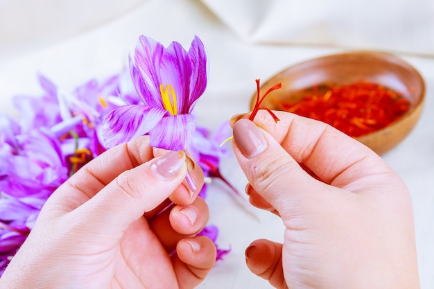 Proceso de separación de las hebras de azafrán del resto de la flor.