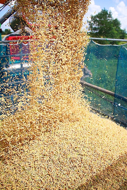 Foto proceso de siembra del arroz