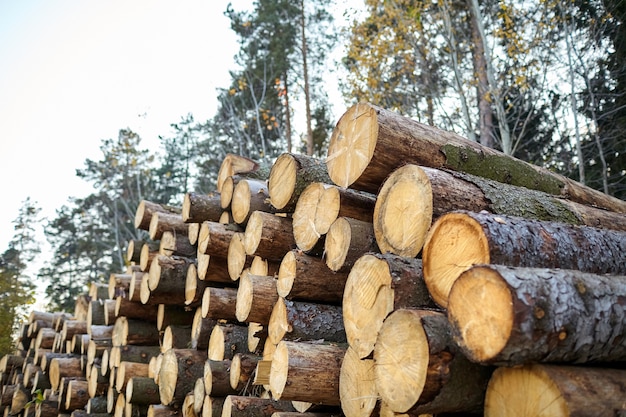 Proceso de tala de árboles coníferos