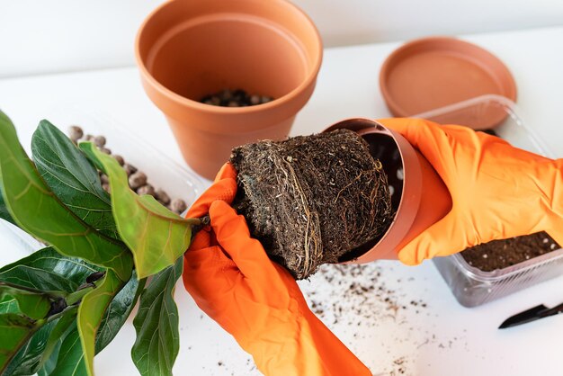 El proceso de trasplante de una maceta-ficus lyrata. Manos sosteniendo un trasplante de ficus. Planta casera en maceta ficus lyrata. Jardinería casera. Plantas que son purificadores de aire.