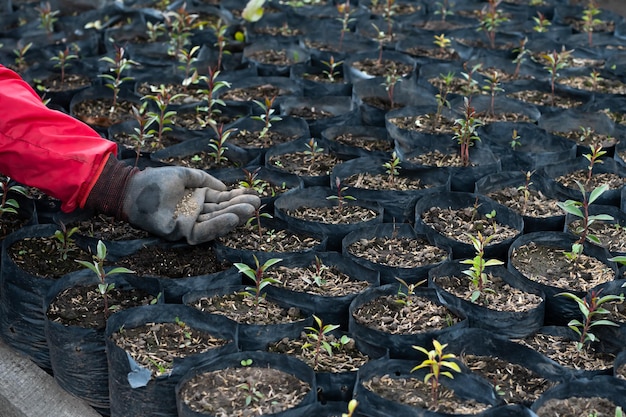 processo de capina de ervas daninhas gancho para cultivador de campo de escavação de jardim ao ar livre doméstico