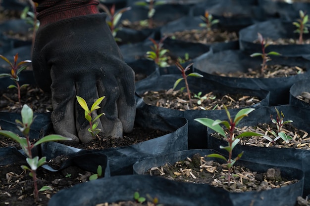 processo de capina de ervas daninhas gancho para cultivador de campo de escavação de jardim ao ar livre doméstico