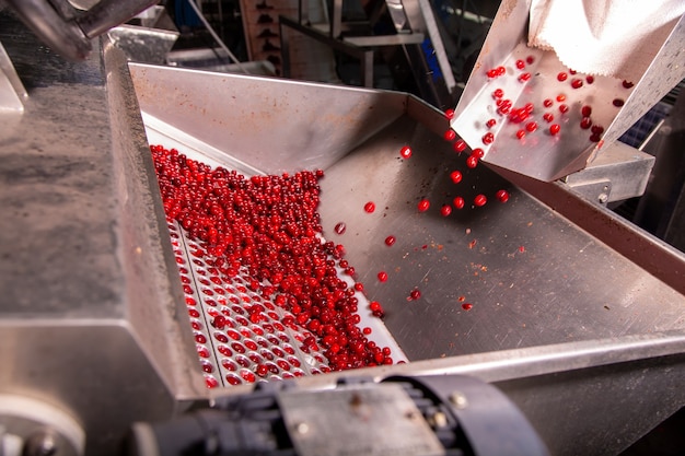 Processo de classificação de cerejas à máquina antes do congelamento. ordenar por tamanho.