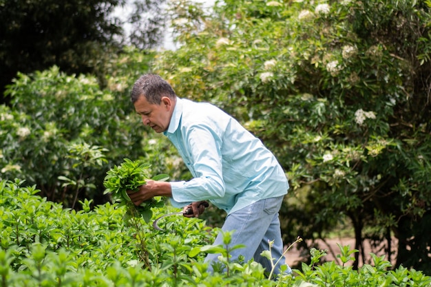 processo de colheita de hortelã-pimenta agricultor masculino colhendo hortelã-pimenta com ferramenta Weeding Sickle