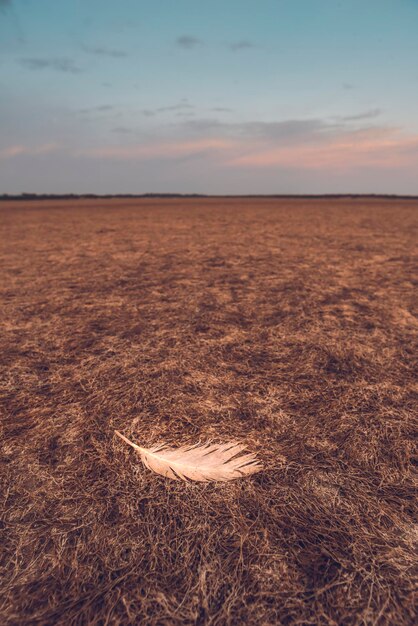 Processo de desertificação da terra rachada Província de La Pampa Patagônia Argentina