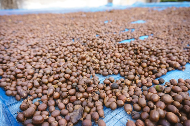 Processo de grão de café de bagas vermelhas