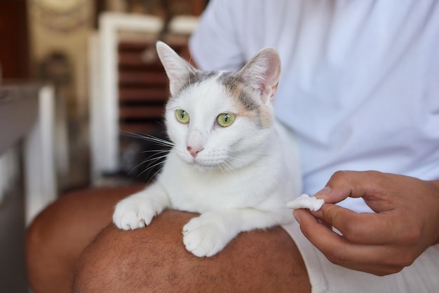 Processo de higiene da saúde do gato Pessoa que limpa os olhos verdes de um gato cinzento fofinho com um cotonete em casa Cuidados com animais de estimação