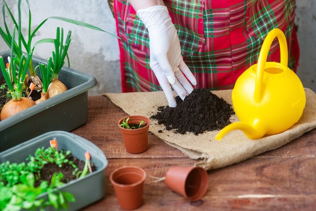 Processo de plantio de mudas em casa. Plantio de verduras em vasos. Instruções para plantar plantas de jardim em casa