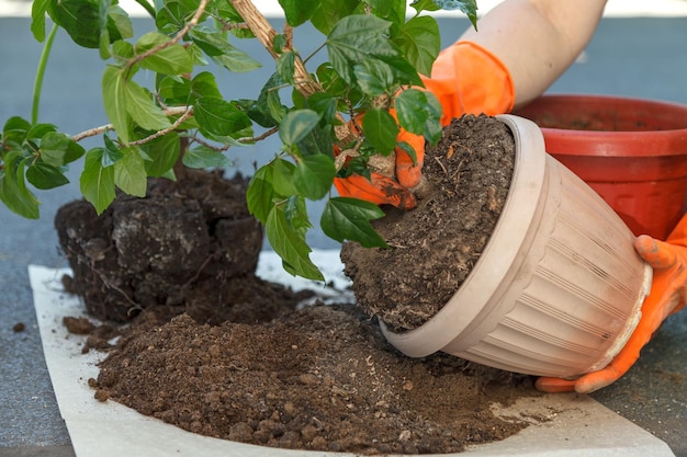 Processo de remoção de hibisco do pote de plástico bege