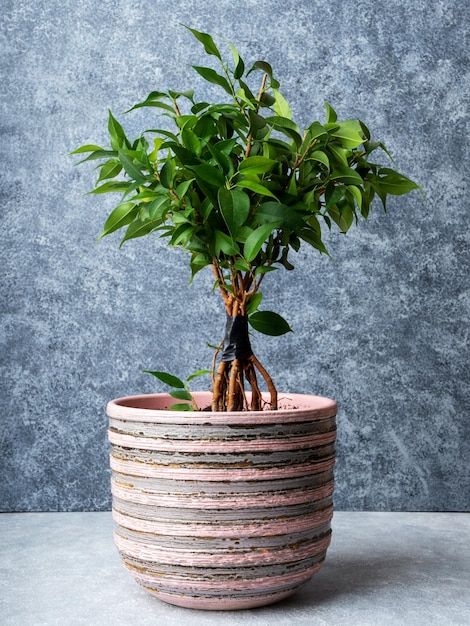 Processo de torção de Ficus benjamina Como tecer o caule da planta de figo chorando em casa Fundo cinza