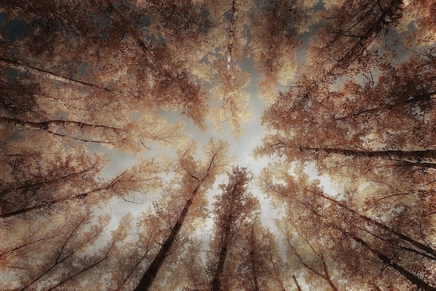 procure ramos de árvores de outono/fundo abstrato, paisagem de outono, folhas amarelas em árvores no céu