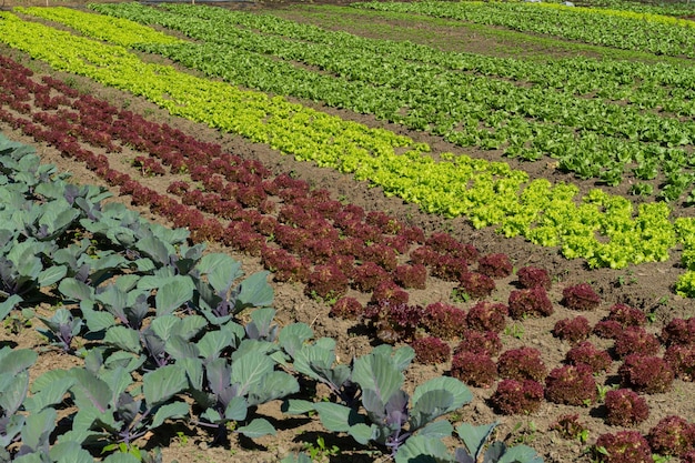 Produção agrícola de hortaliças na Colômbia