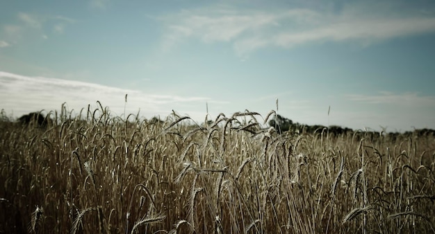 Produção agrícola de trigo Pampas Argentina