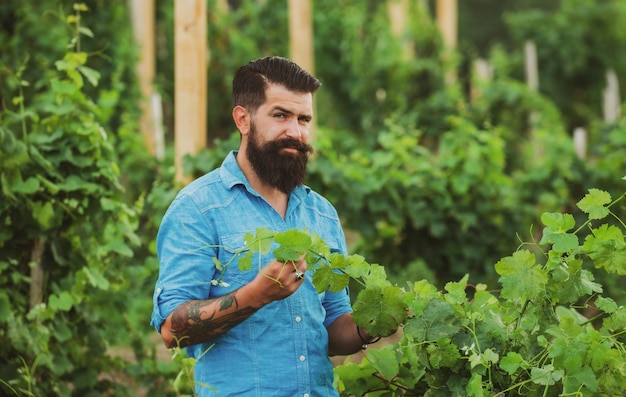 Produção de vinho Homem agarrando uva na vinha Colheitadeira cortando cacho de uvas em fileiras de vinha