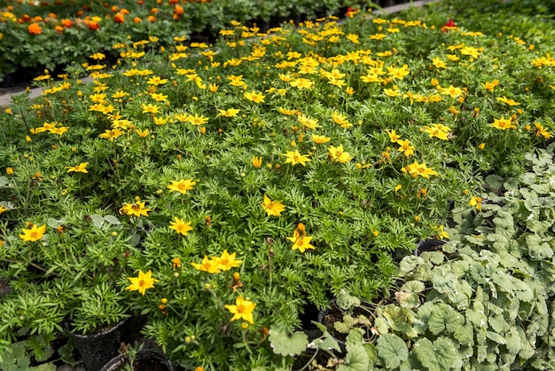 Produção e cultivo de flores diferentes em vasos nas prateleiras de estufas modernas