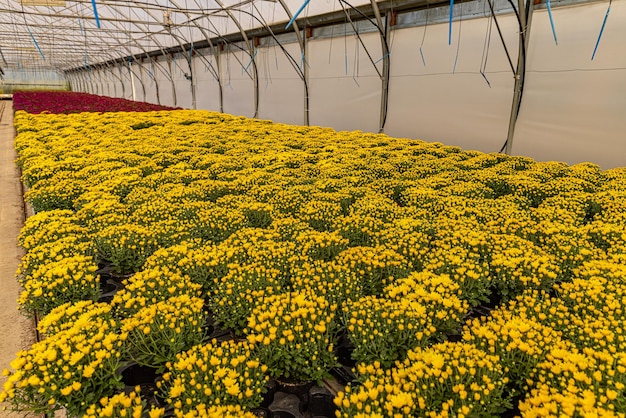 Produção e cultivo de flores