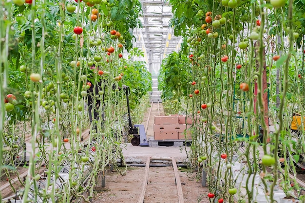 Foto produção e transporte de tomate. fundo de tomates maduros vermelhos lindos, indústria agrícola.