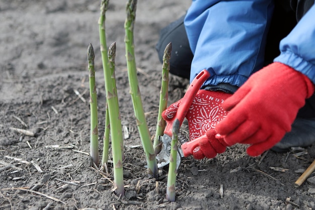 Produção industrial de espargos Colheita de espargos jovens Cultivo de espargos suculentos