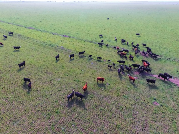 Producción de carne pasto natural Pampa Argentina