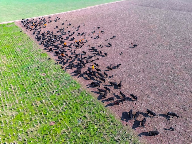 Producción de carne pasto natural Pampa Argentina