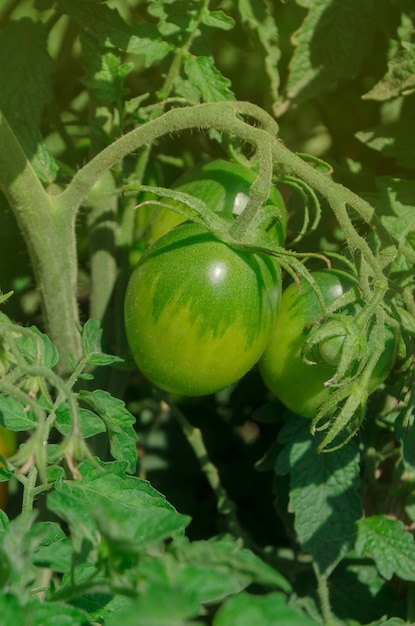 Producción comercial de tomate. Tomates verdes inmaduros