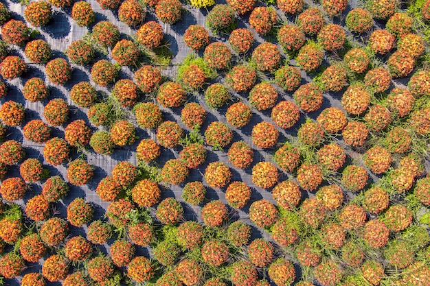 Producción y cultivo de flores.