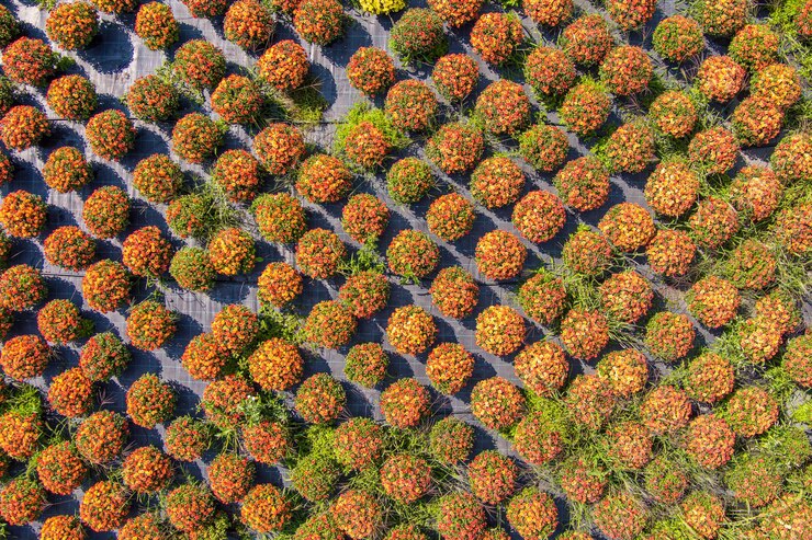 Producción y cultivo de flores.