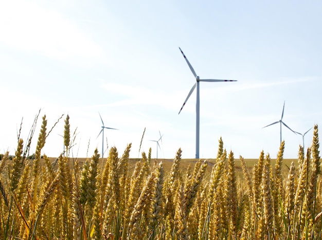 Producción de energía verde utilizando turbinas eólicas colocadas en un campo de trigo contra el cielo