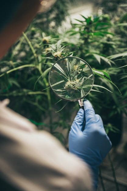 La producción de hierbas medicinales a partir de marihuana en un experimento médico