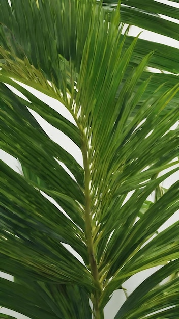 Producto botánico con hojas de palma como telón de fondo