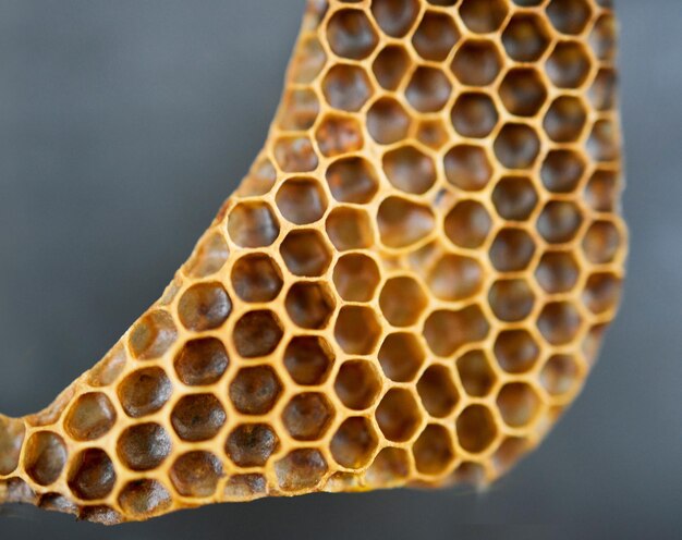 Producto de miel y agricultura con un panal en estudio sobre un fondo gris para la sostenibilidad o la agricultura Hexágono de textura y producción con productos de abejas naturales en el interior para extracción o proceso