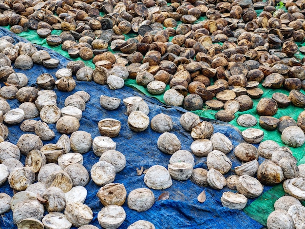 Foto producto de trozos de caucho crudo natural de árboles de caucho en plantaciones