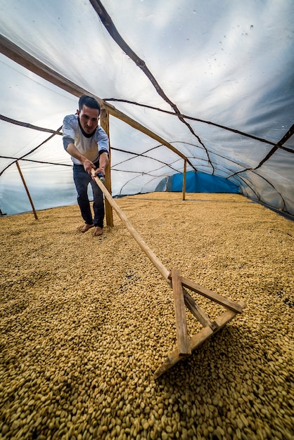 Productor de café latinoamericano trabajando en la cosecha con sus plantas y secando el café en la selva