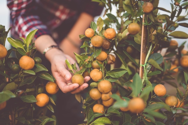 Productores de naranjas de cerca con mantener - imagen