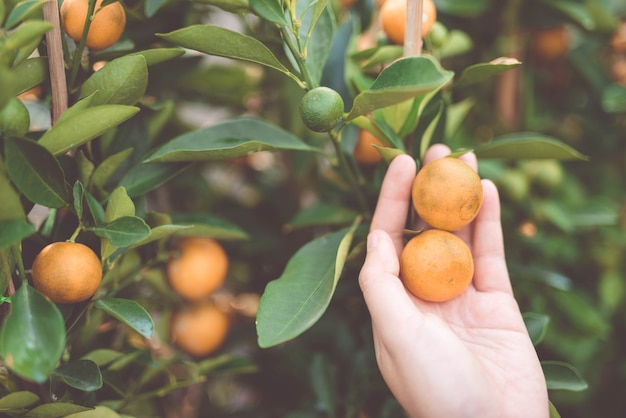 Productores de naranjas de cerca con mantener - imagen