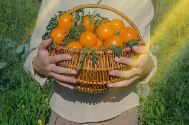 Productores de tomate trabajando con cosecha en invernadero Manos de mujer sosteniendo tomates amarillos Manos femeninas sosteniendo tomates amarillos frescos