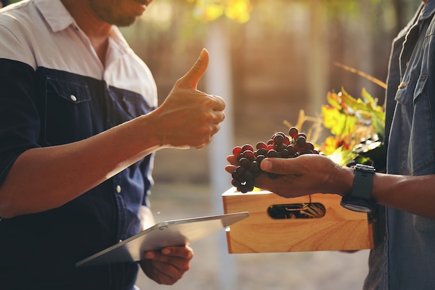 Los productores de viñedos llevaron el racimo de uvas a los clientes para que lo vieran y el cliente expresó su satisfacción con el pulgar hacia arriba.