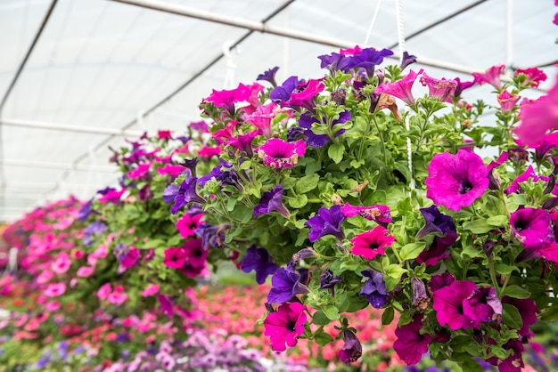 Produktion und Anbau verschiedener Blumen im Topf in Regalen im modernen Treibhaus