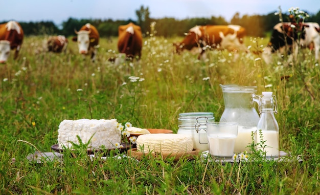 Produtos lácteos em uma fazenda de vacas Foco seletivo Alimentos