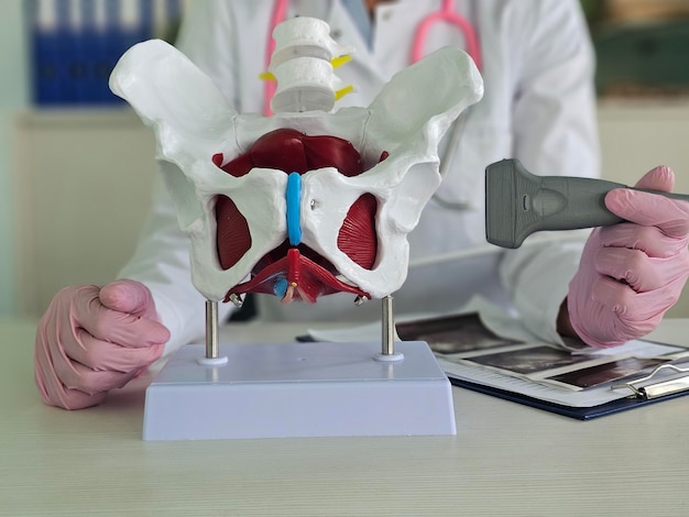 Profesional de la salud demostrando un modelo de anatomía pélvica con un dispositivo de diagnóstico