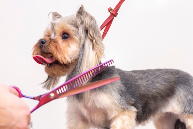 Professional kümmert sich um einen Hund in einem spezialisierten Salon. Pistenfahrzeuge halten Werkzeuge an den Händen. Groomer-Konzept