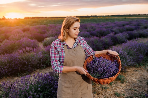 Professionelle Arbeiterin in Uniform, die einen Korb mit geschnittenen Lavendelbündeln auf einem Lavendelfeld hält und ein heilendes Aroma von Blumen erntet Lavander-Konzept