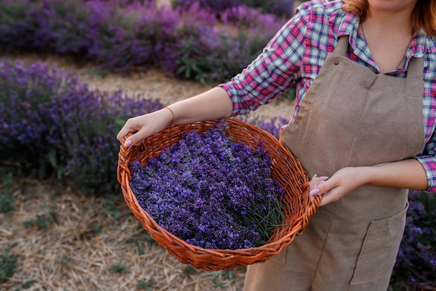 Professionelle Arbeiterin in Uniform, die einen Korb mit geschnittenen Lavendelbündeln auf einem Lavendelfeld hält und ein heilendes Aroma von Blumen erntet Lavander-Konzept