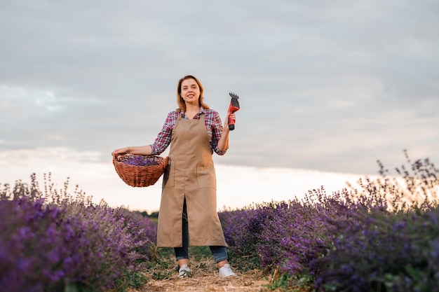 Professionelle Arbeiterin in Uniform, die Korb mit geschnittenen Lavendelbündeln und Scheren auf einem Lavendelfeld hält, das Lavander-Konzept erntet